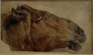 Étude de cheval. Tête de profil vers la droite